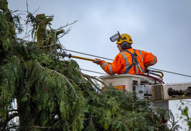 Trusted Wood River, IL Tree Services Experts